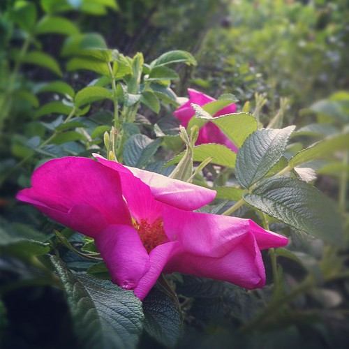 goodnight, roses #organicgarden #zone6a #maine #urbangarden #beachcottagelife #maineaesthetic
