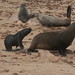 Seal colony, Skelleton Coast, Namibia - IMG_3753_CR2