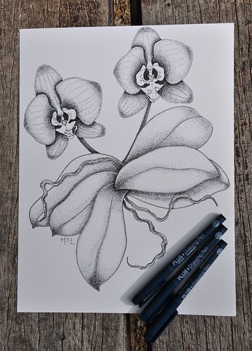Orchids. Phalaenopsis.