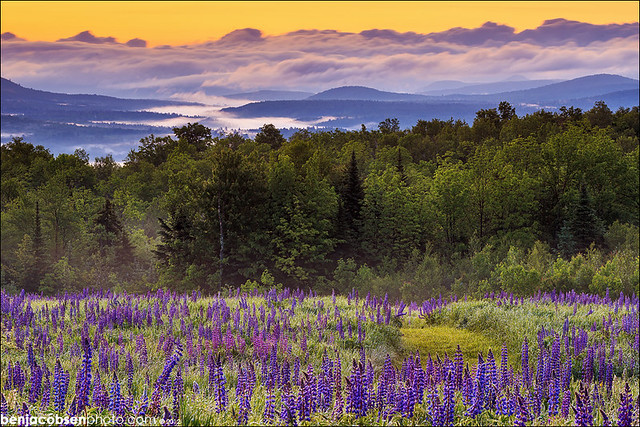 Down Valley Lupines