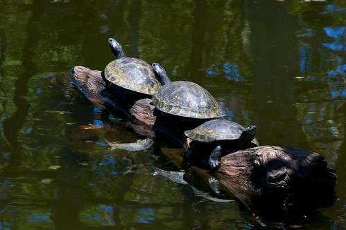 alignement de tortues