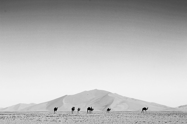 Camels on the gravel plain