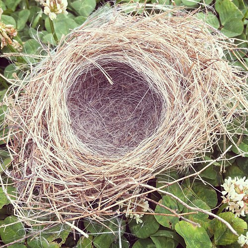 I found this empty nest on my run today. I hope all the baby birds made it out safely.