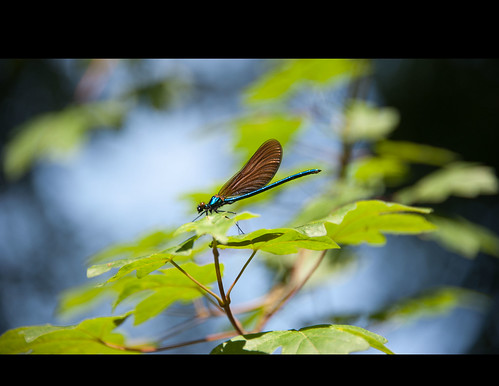 Dragonfly by Alain Bachellier
