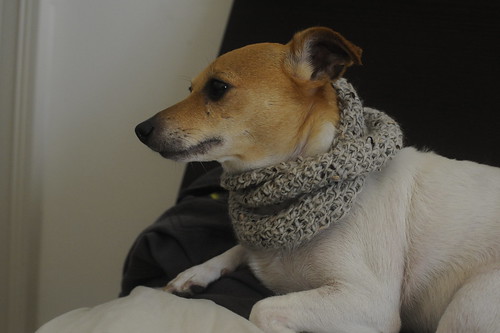 Puppy scarf
