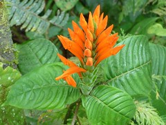 Acanthaceae of Ecuador