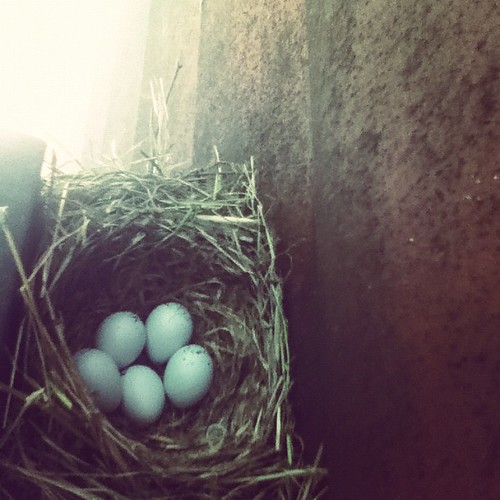 Robin's nest behind my porch light.