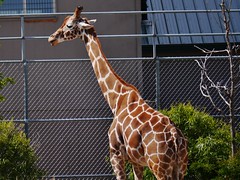 June 2, 2012-Tanganyika Wildlife Park-Goddard, Kansas
