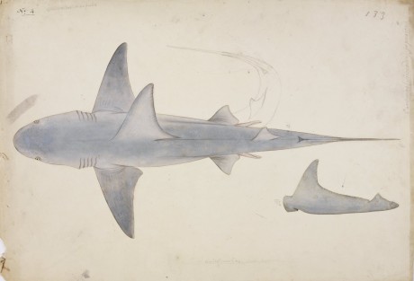 Japanse tekening van een Haai