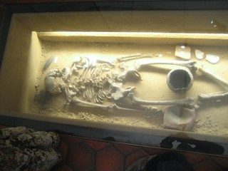 Archealogy museum skeleton