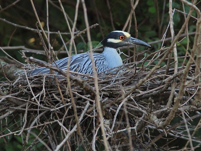 Yellow-crowned Night-Heron Nest 9-HT 2nd pair incubationg 20120610