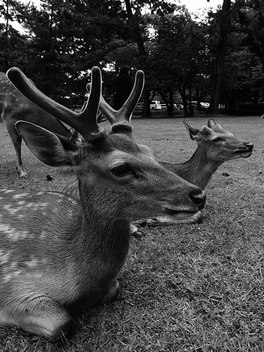 The sitting bucks@Nara Park.