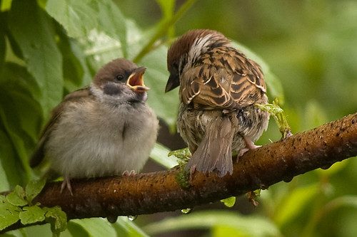 Tree Sparrows 2