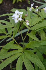 CARDAMINE heptaphylla 'Big White'