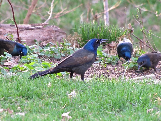 Common Grackle on Glenn in Normal, IL 03
