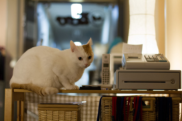 A shop assistant of a cat cafe