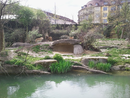Lions, Basel Zoo