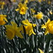 Daffodils - Closeup 2