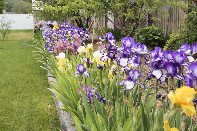 garden irises