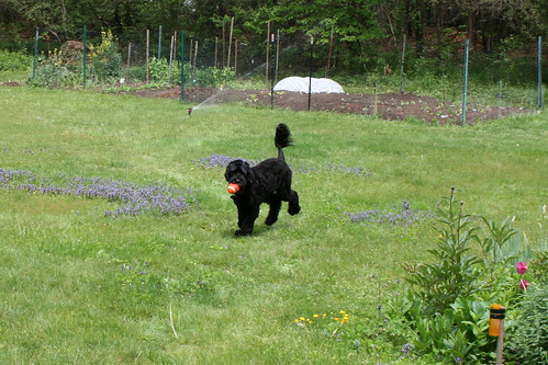 skippy by mom and dads garden 009