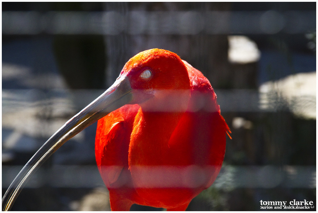 Scarlet Ibis blink