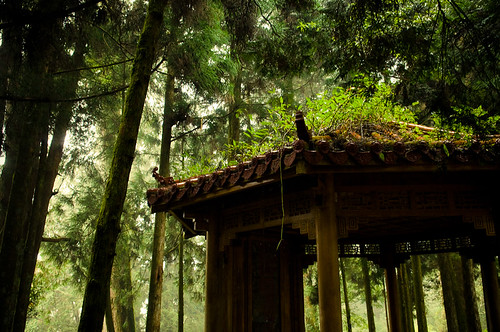 Forests of Alishan-11