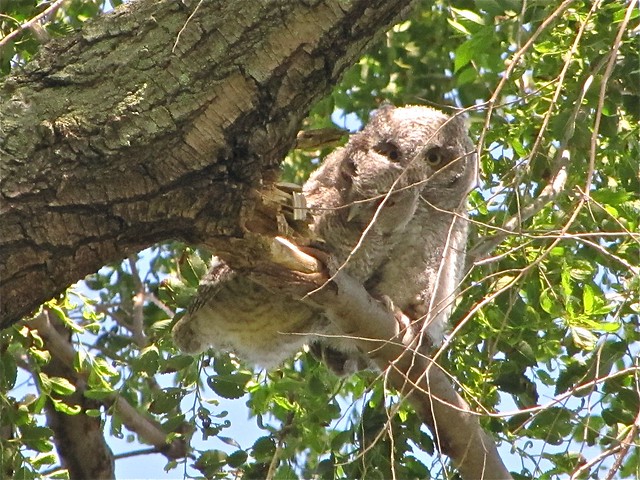 Eastern Screech-owl at Salem Ranch in Flanagan, IL 47