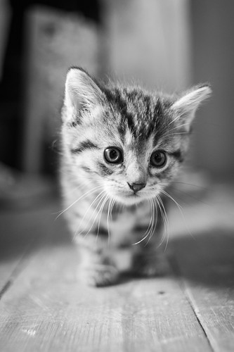 無料写真素材|動物|猫・ネコ|子猫・小猫|モノクロ