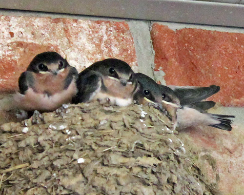 swallows 2012
