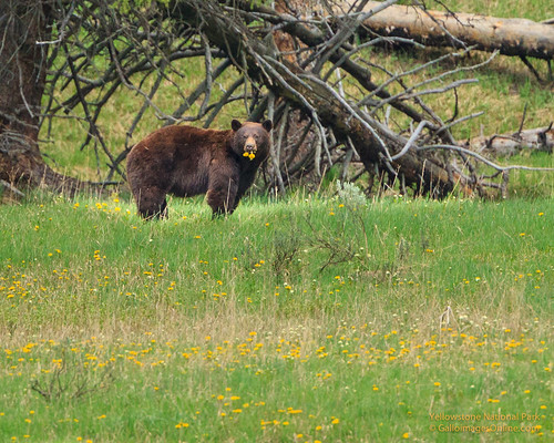 Flower Child (Black Bear in Yellowstone) by Mark/MPEG (Midwest Photography Enthusiasts Group)