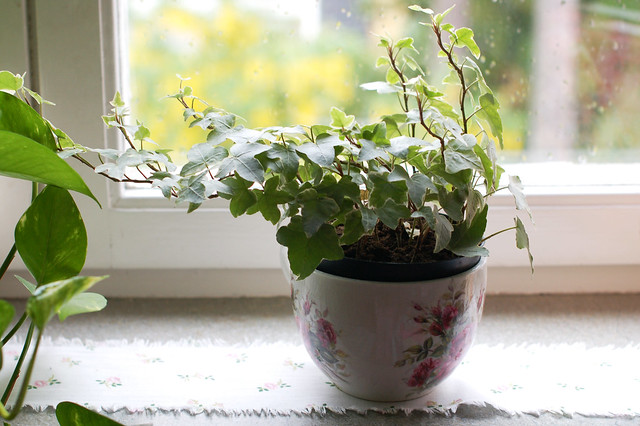 Home Comforts: Ivy greenery
