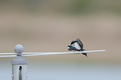 Swallows Doing It-7702.jpg by Mully410 * Images