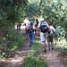 Caminando con el Laurel - Desde Firgas en la ruta 2012 - Camino de San Fernando - Corvo - Doramas - Firgas
