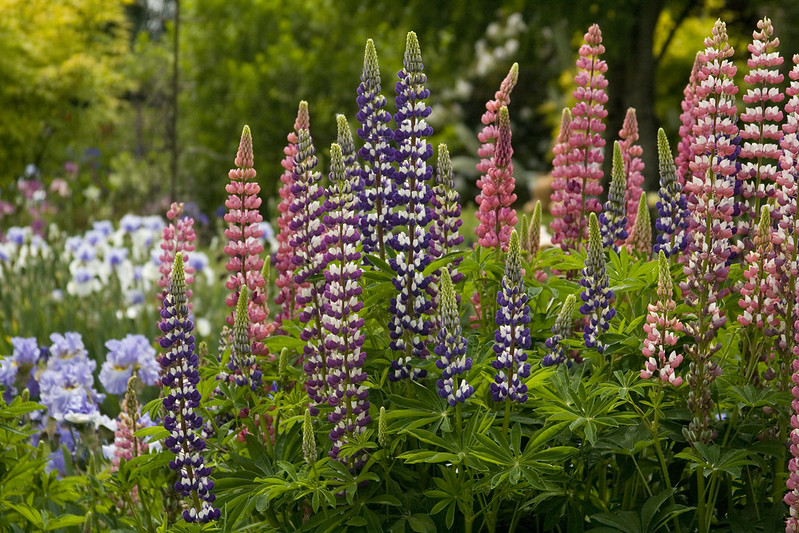 Lupine patch