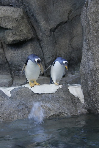 Penguins at Zoo by begineerphotos