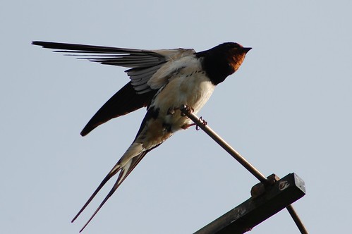 swallow 2008
