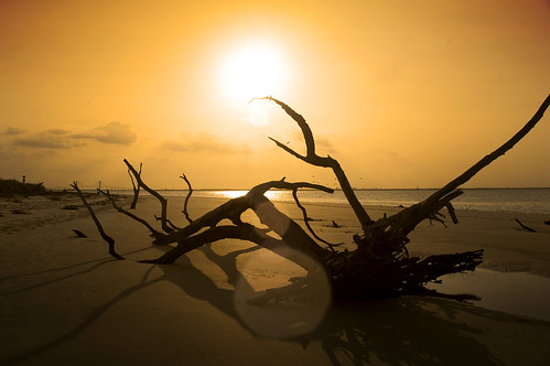 Sunset Driftwood Beach by erickpineda527