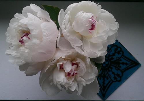 Peonies and stained glass