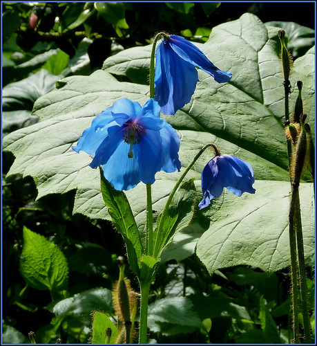 Meconopsis, the blue poppy.  View on black.