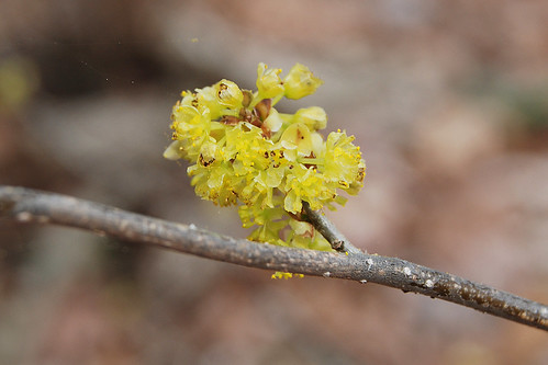 Picture of flowers of Spicebush, Lindera benzoin, a shrub that grows in the Missouri Ozarks.
