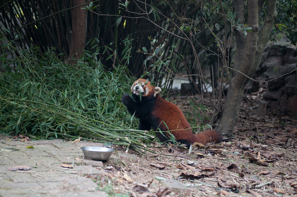 Red_Panda_Eating_Chengdu_Sichuan_China2