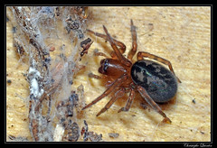 Araneae/Amaurobiidae