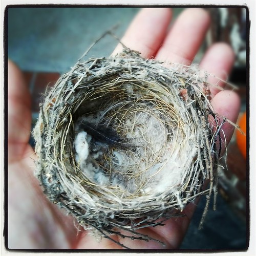 Tiny Bird Nest by Jodi K.