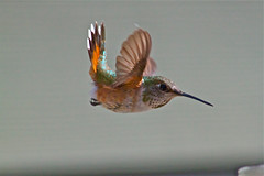 Rufus/Anna Hummingbirds