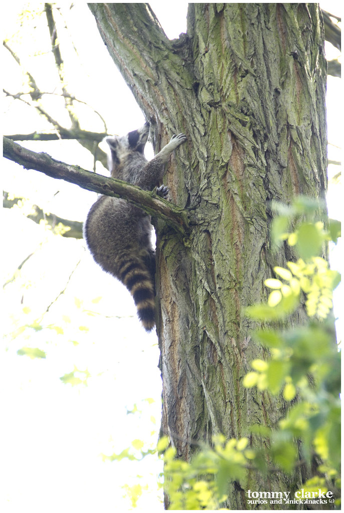 climbing raccoon