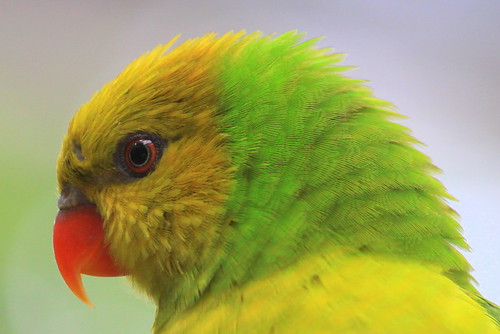 Rainbow Lorikeet (Olive-Headed) - Nashville Zoo