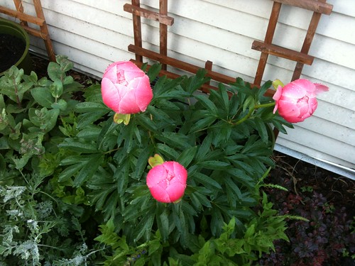 Almost peonies...