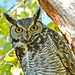 Great-horned Owl   4