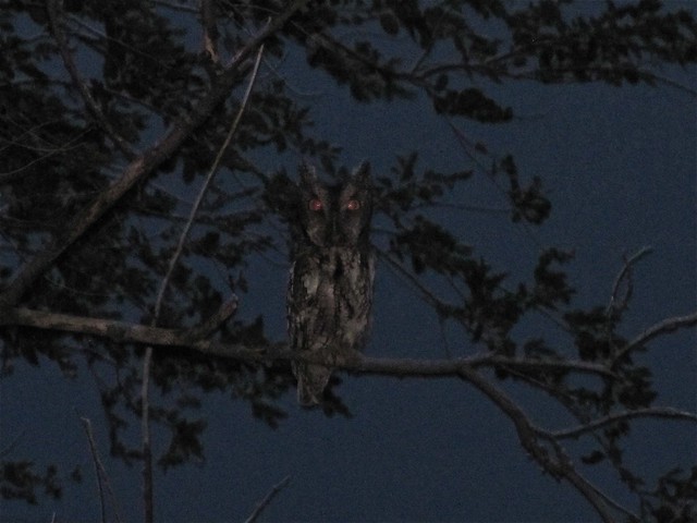 Eastern Screech-owl at Salem Ranch in Flanagan, IL 05