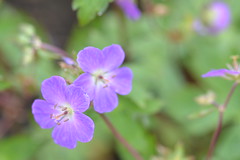 GERANIUM maculatum 'Spring Purple'